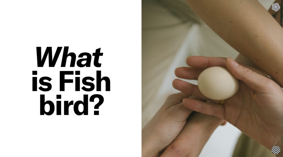 Fishbird website